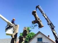 Professional Tree Services image 8